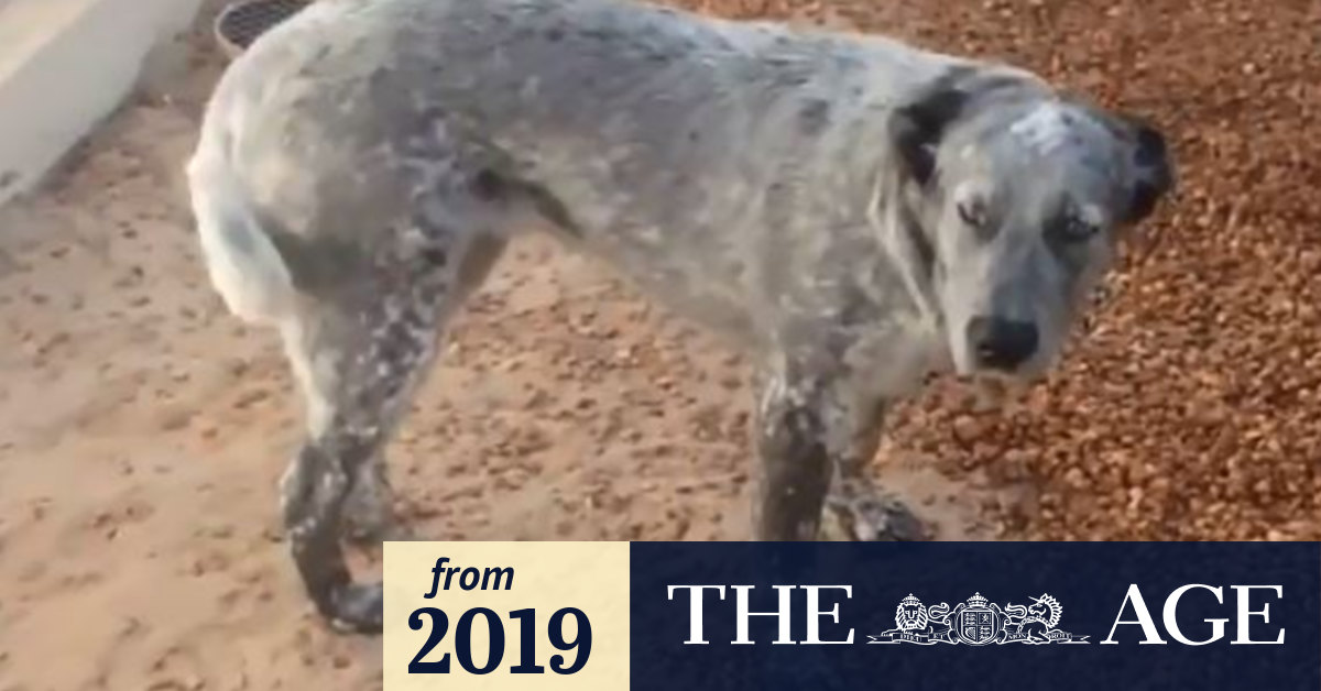 Dog beater gets community service with no criminal record